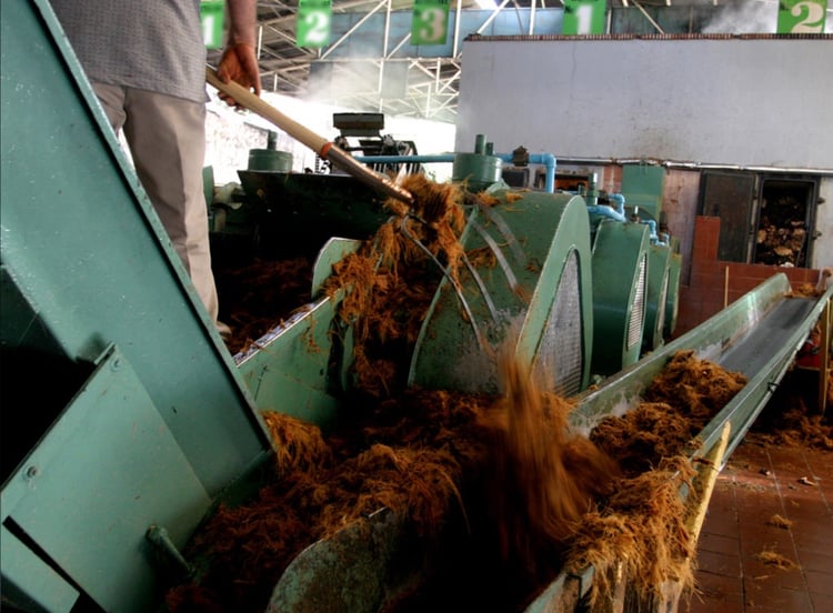 Extraction Processes of the Agave Sugar